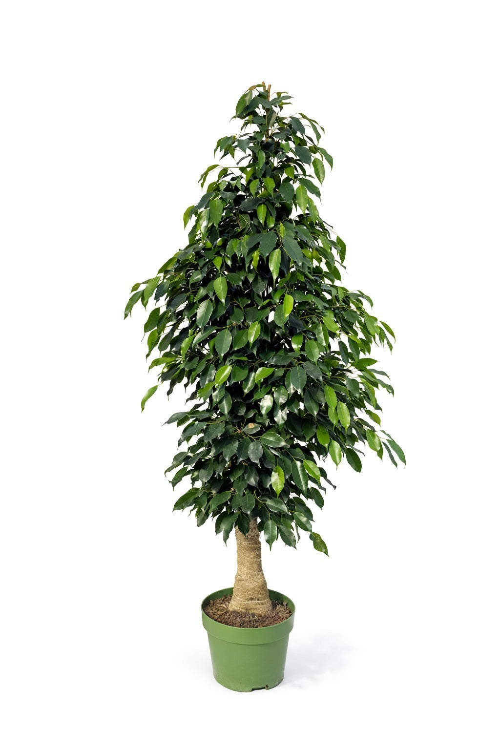 Ficus benjamina Danielle 150cm 27cm Pot