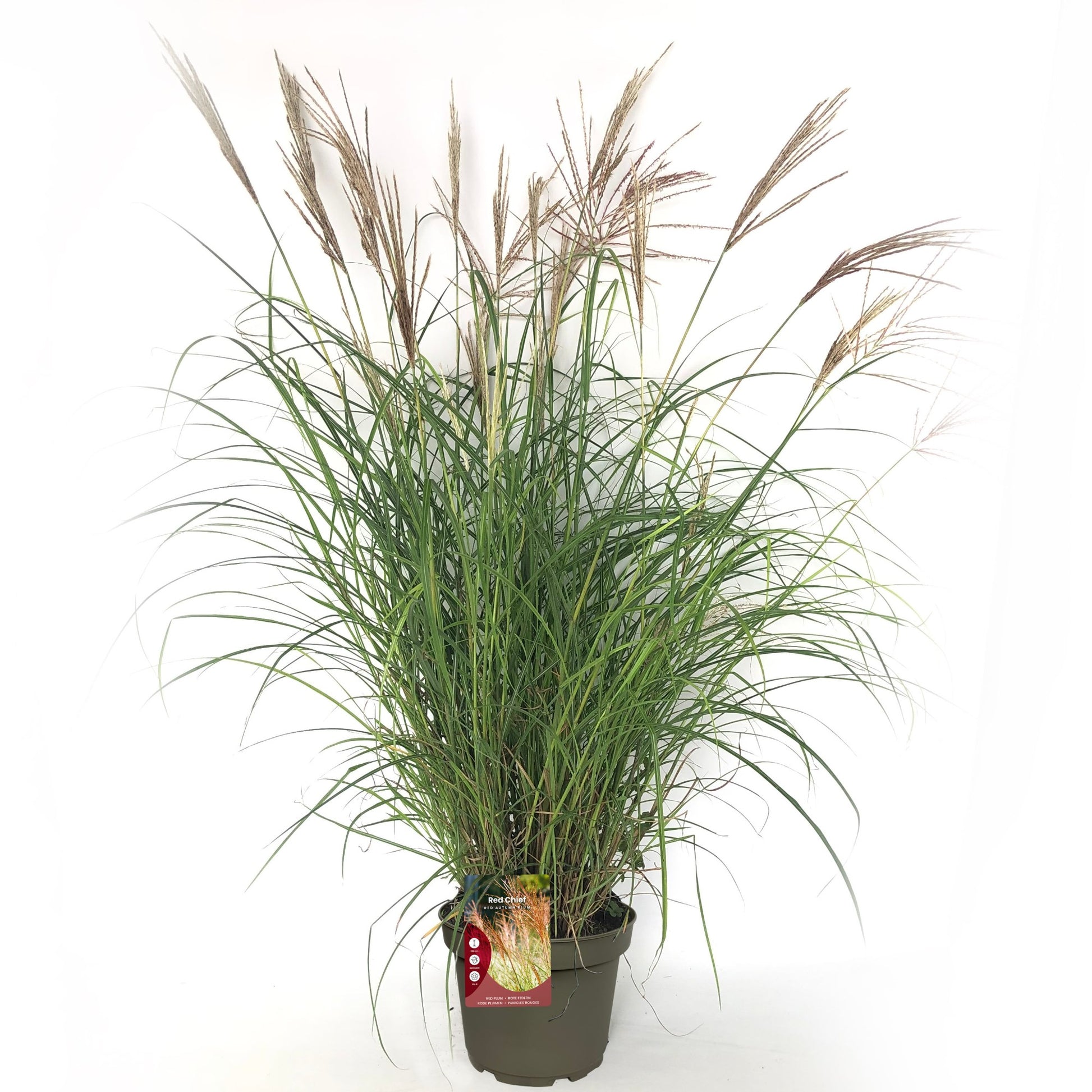 Miscanthus sinensis Red Chief 90cm 23cm Pot