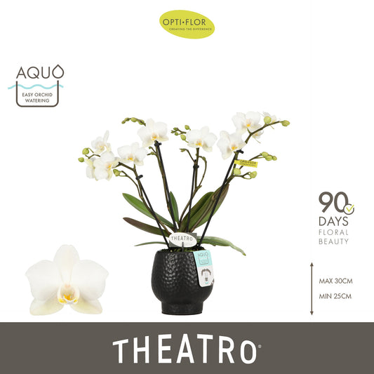 Phalaenopsis Theatro Classico white 30cm 7cm Pot