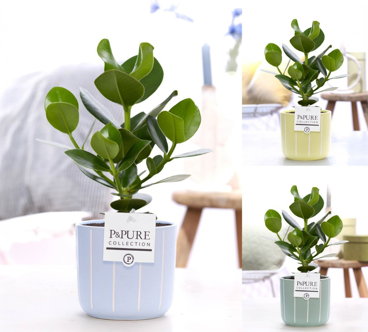 Clusia Princess 30cm 12cm Pot