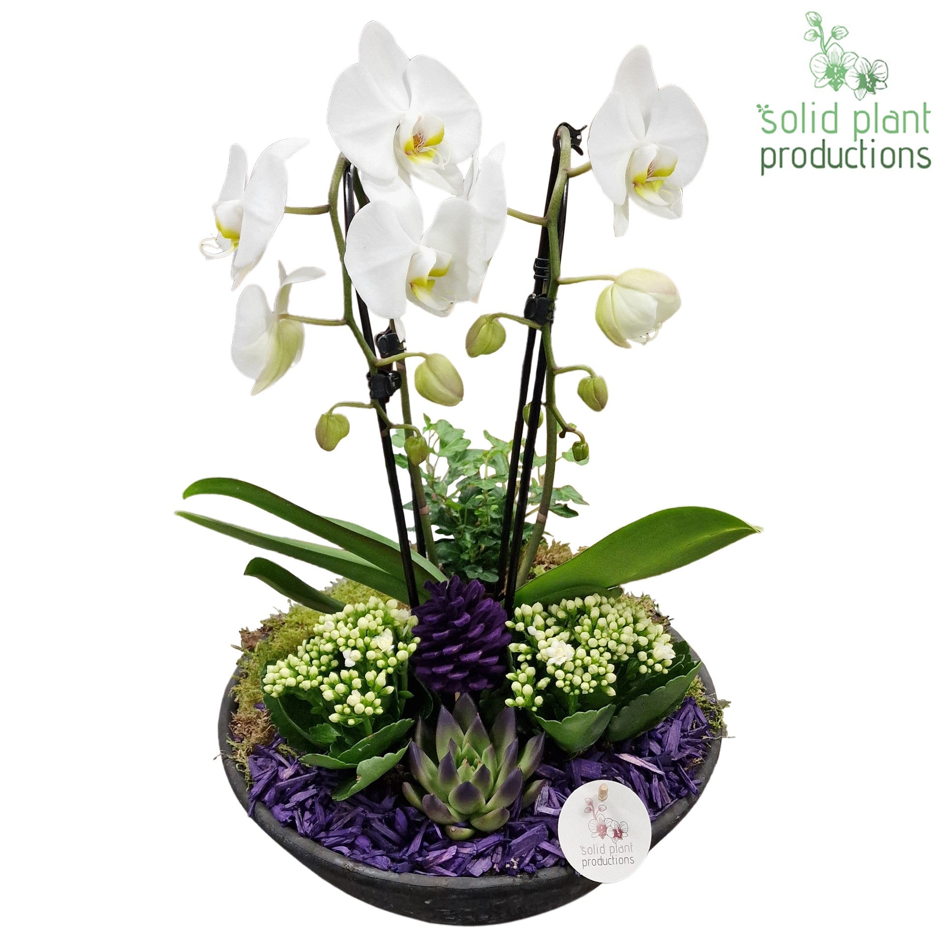 PE012 Ebbi Purple Deluxe Autumn 55cm 32cm Pot