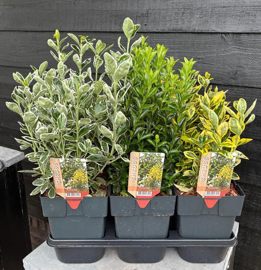Euonymus fortunei 40cm 17cm Pot