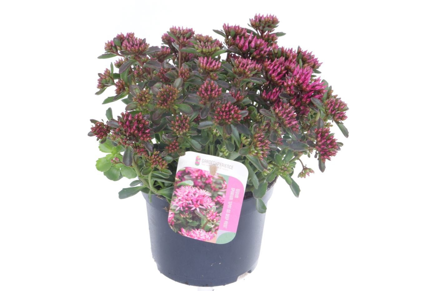Sedum Spot on Deep Rose 25cm 13cm Pot