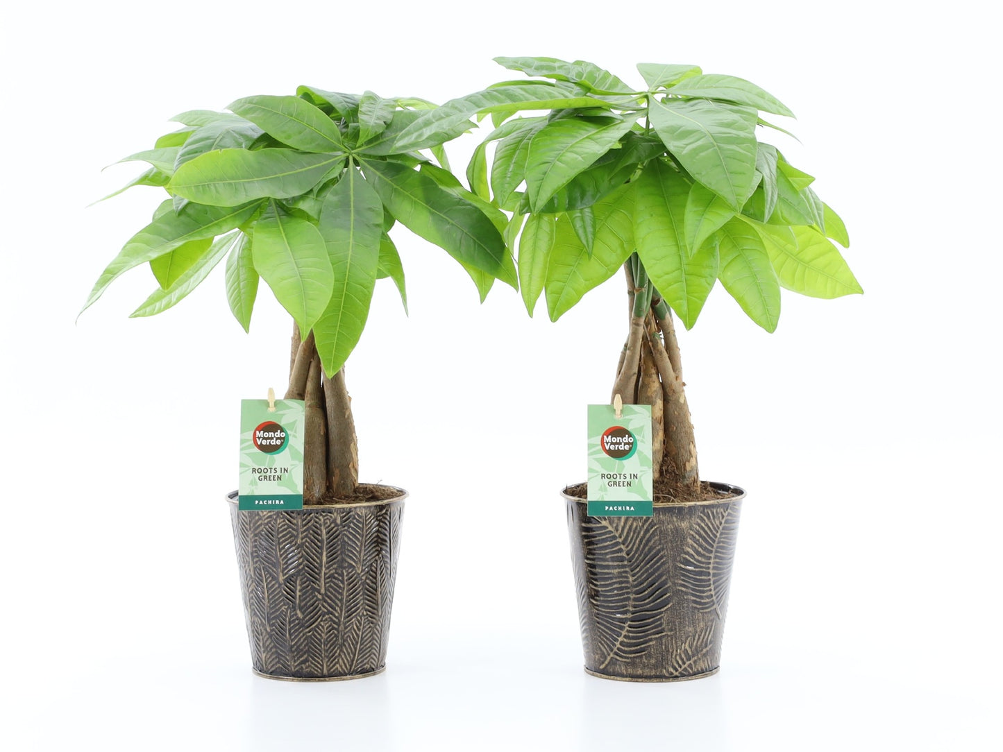 Pachira aquatica 50cm 13cm Pot