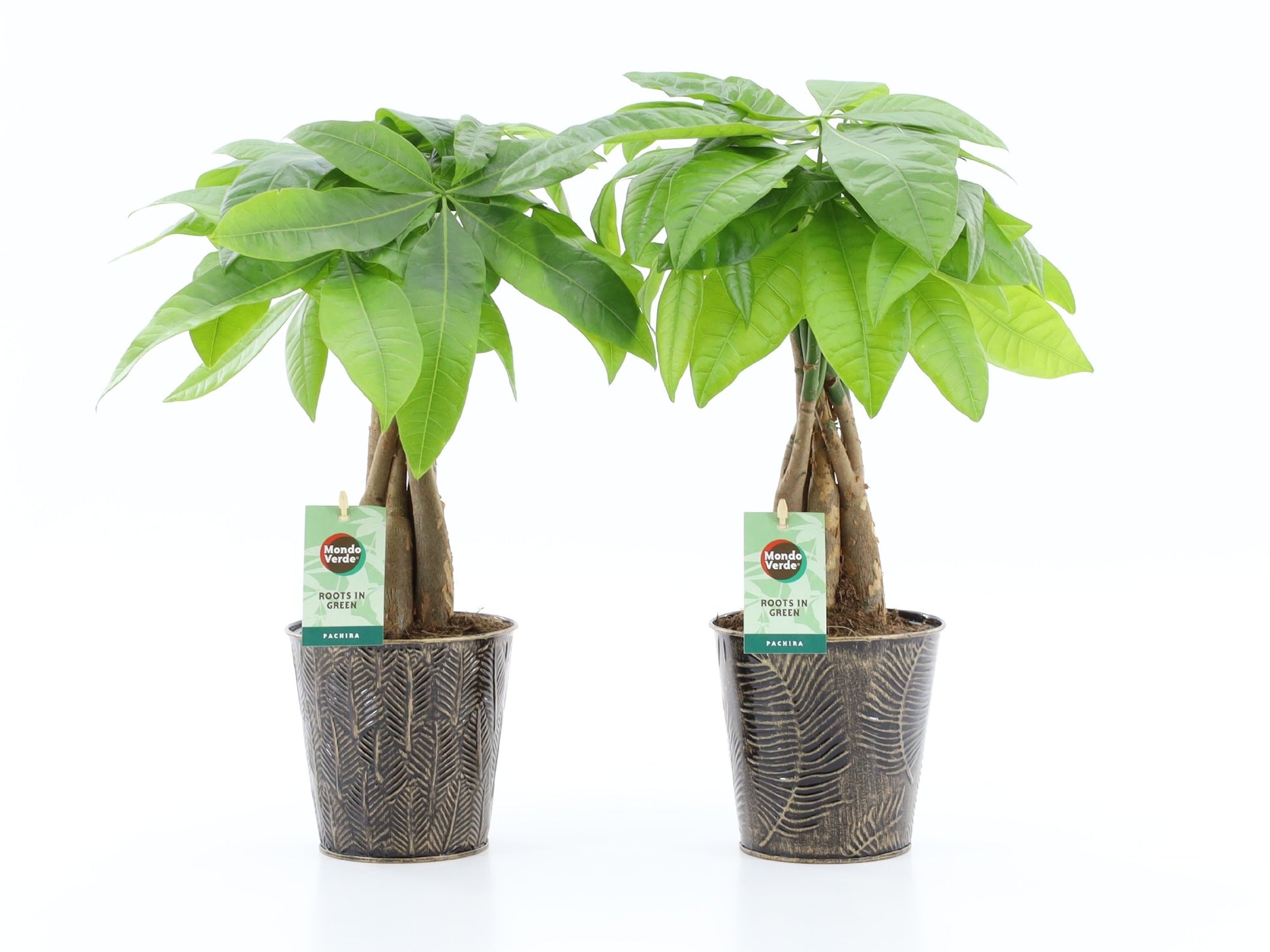 Pachira aquatica 50cm 13cm Pot