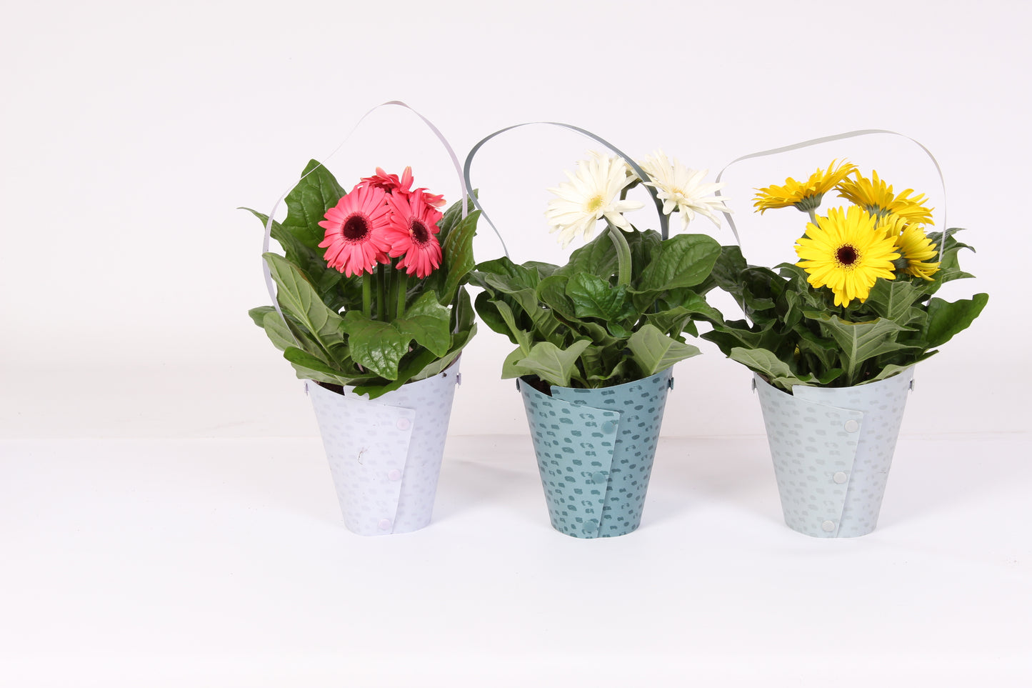 Gerbera mix 20cm 12cm Pot