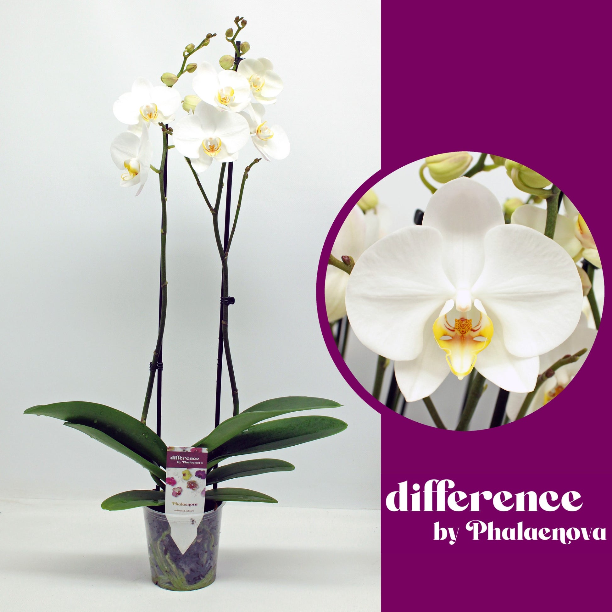 Phalaenopsis London 60cm 12cm Pot