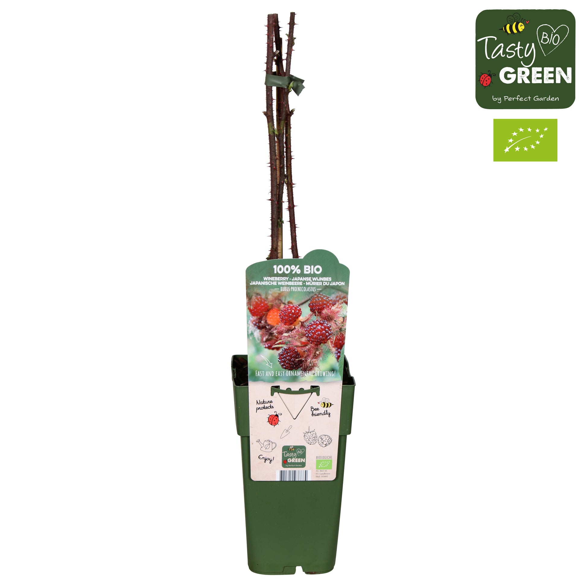 Rubus phoenicolasius (Japenese Wineberry) 50cm 15cm Pot