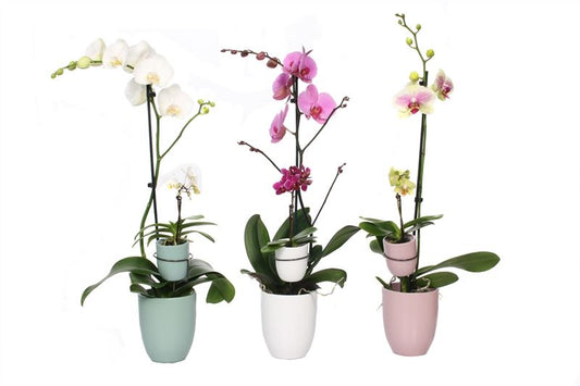 Phalaenopsis mix 60cm 12cm Pot