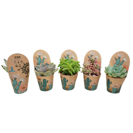 Succulent mix 8cm 5.5cm Pot