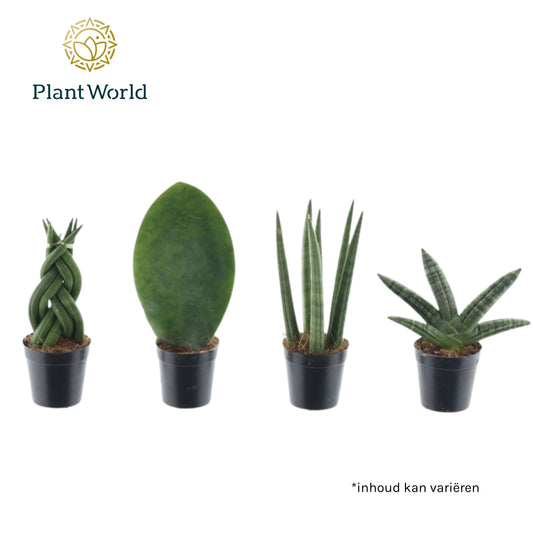 Sansevieria mix 10cm 505cm Pot