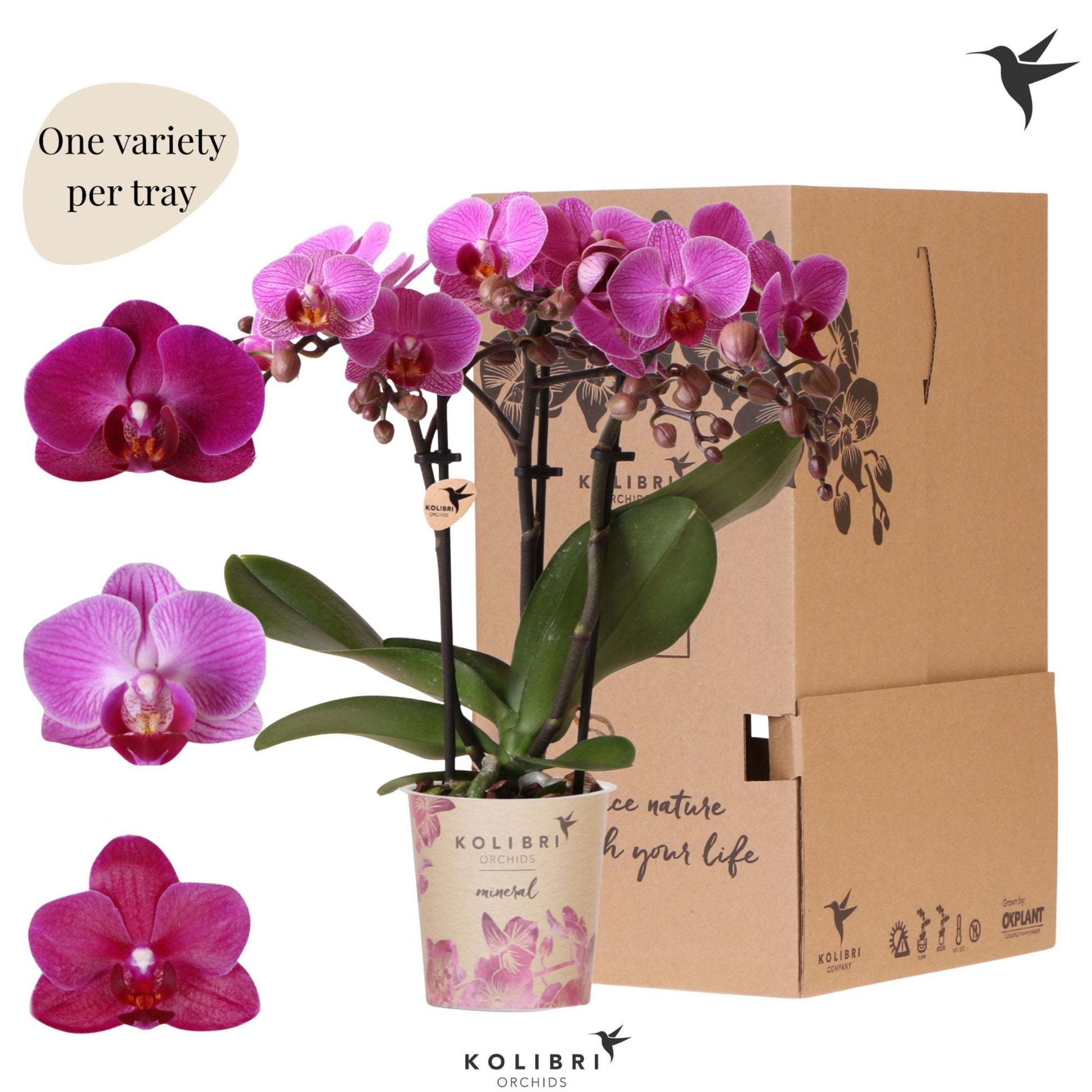 Phalaenopsis Purple 40cm 9cm Pot