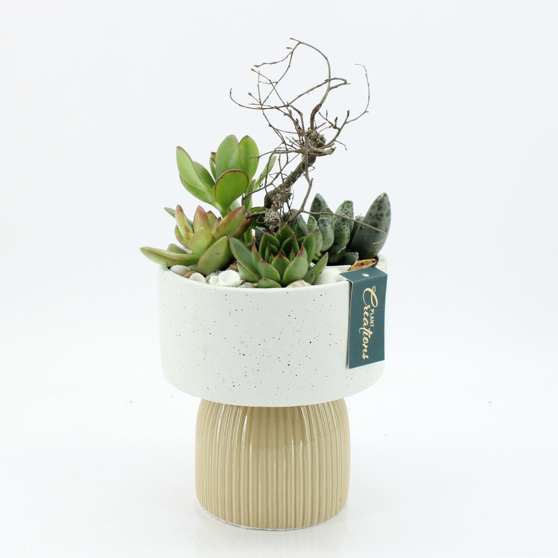 SGCR-2617 Summer Greens 30cm 16cm Pot
