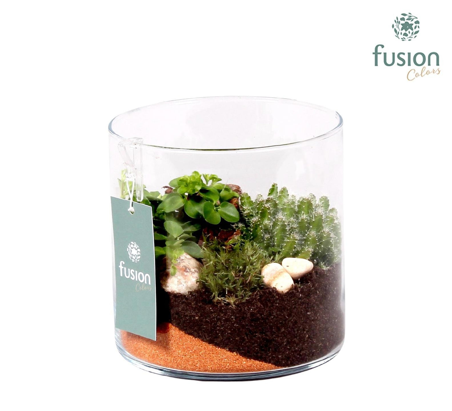 Glas cilinder Lucille klein met Groen plantjes 2pp 15cm 15cm Pot