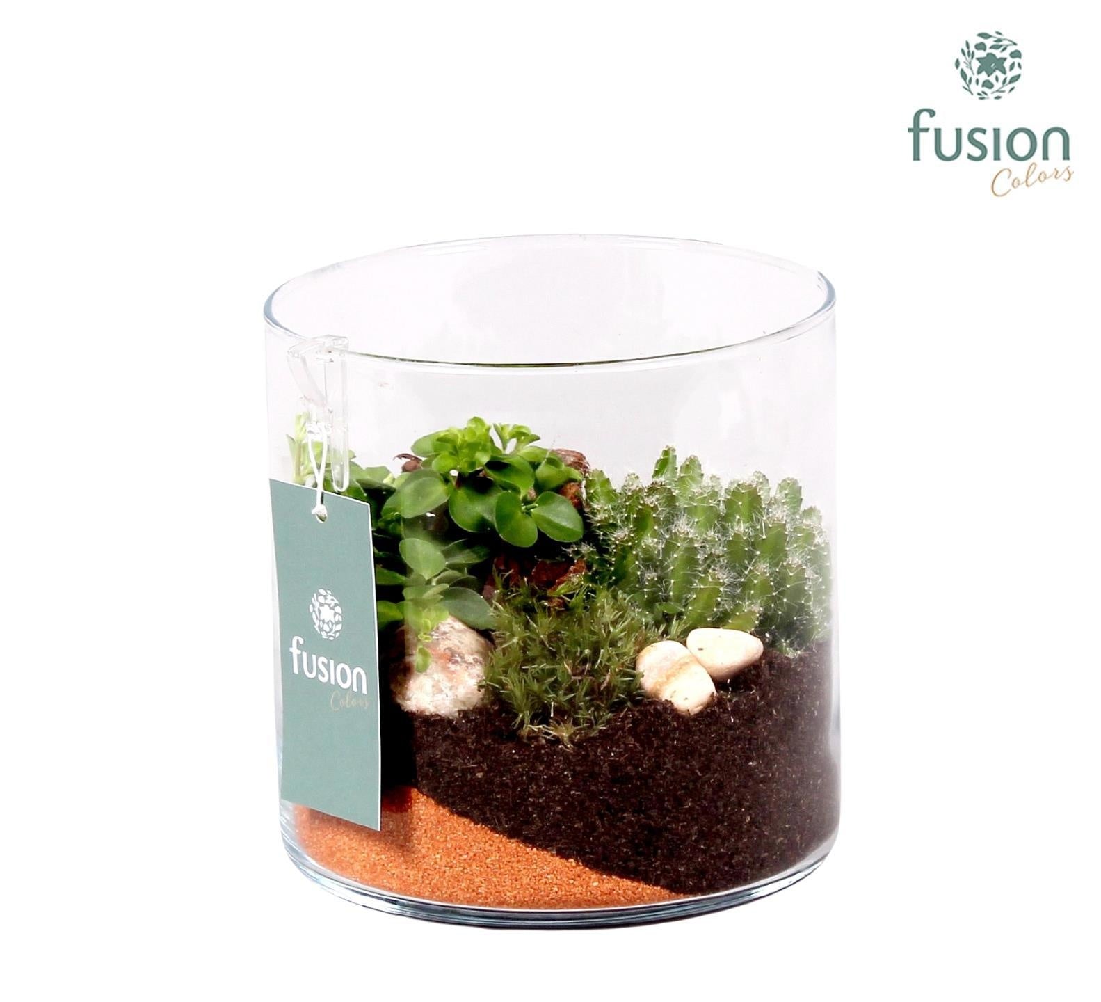 Glas cilinder Lucille klein met Groen plantjes 2pp 15cm 15cm Pot