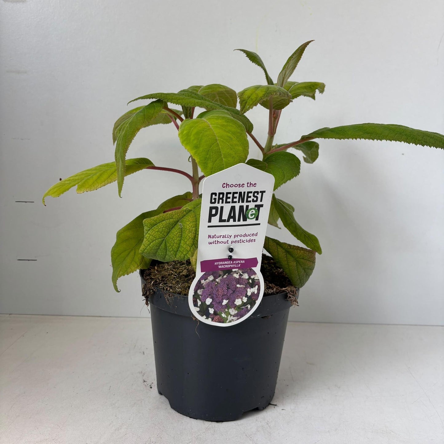 Hydrangea Macorphylla 35cm 19cm Pot