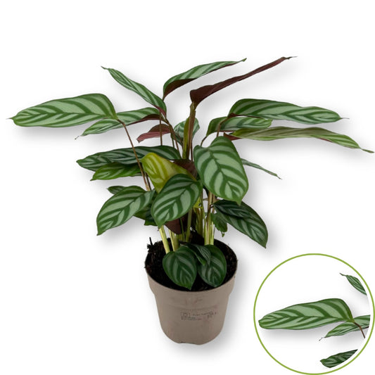 Ctenanthe Compactstar 30cm 12cm Pot