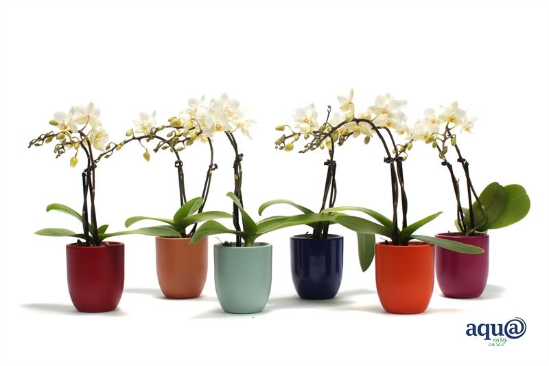 Phalaenopsis hybrid 17cm 6cm Pot