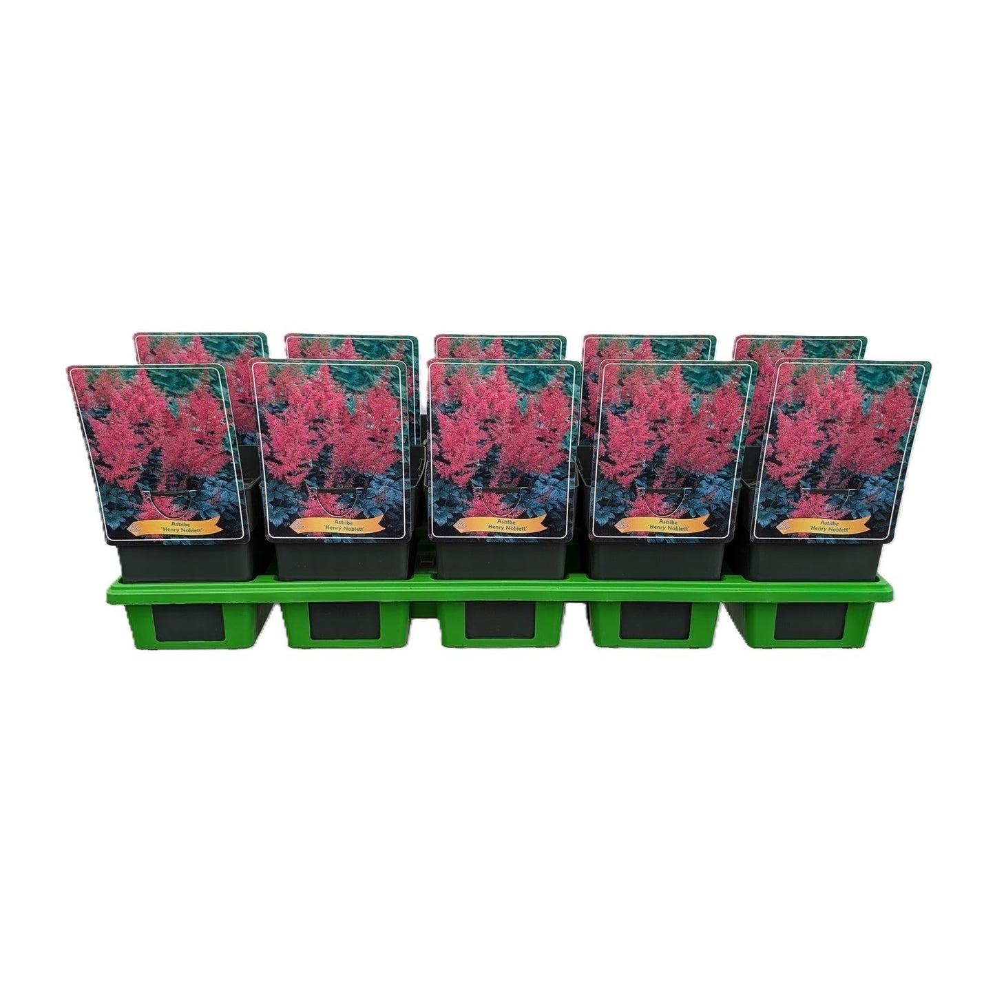 Astilbe jap. Henry Noblett 25cm 11cm Pot