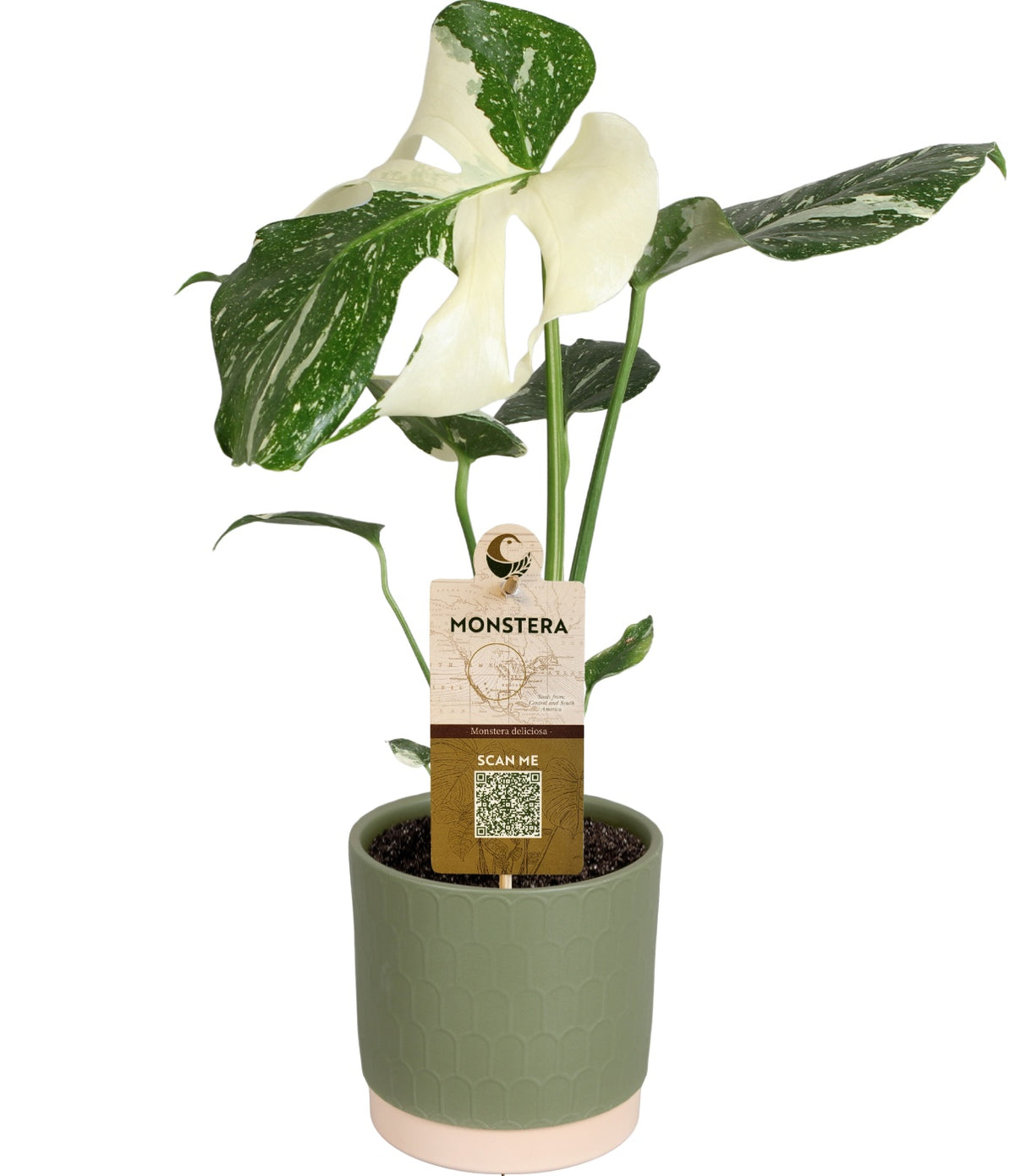 Monstera Variegated 50cm 15cm Pot