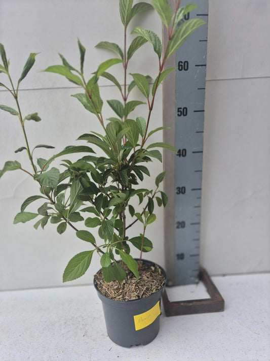 Viburnum Dawn 45cm 17cm Pot