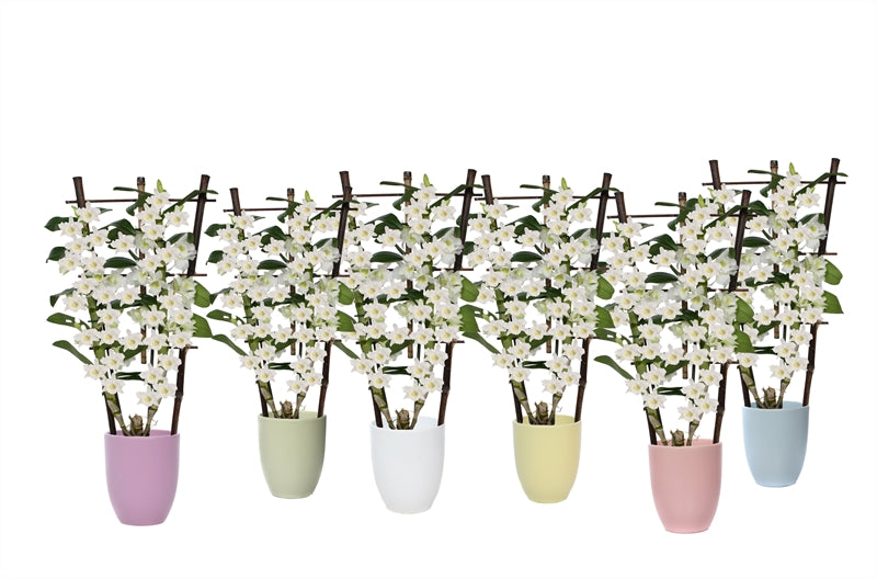 Dendrobium nobile white bow 50cm 12cm Pot