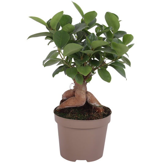 Oriental Ficus Ginseng Pack of 18