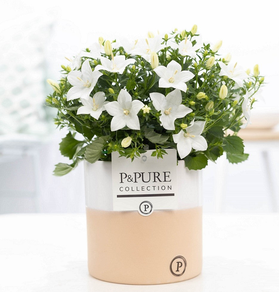 Campanula Atlanta White 22cm 13cm Pot