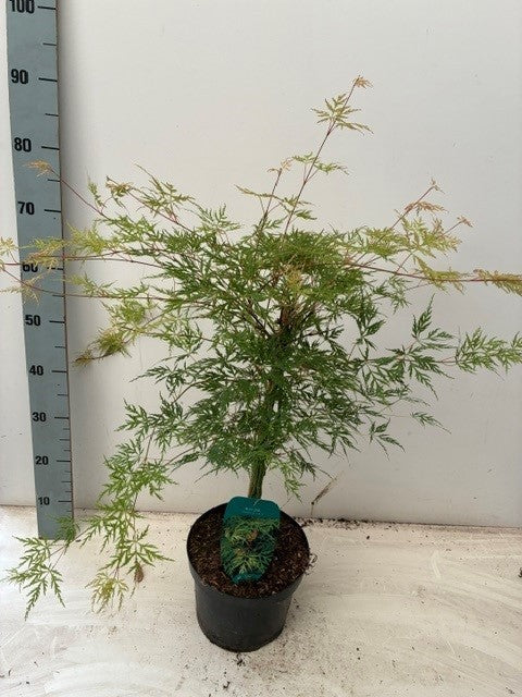 Acer Emerald Lace 50cm 23cm Pot