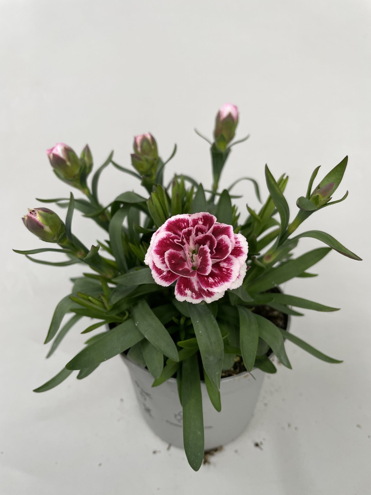 Dianthus Oscar Purple Star 20cm 9cm Pot