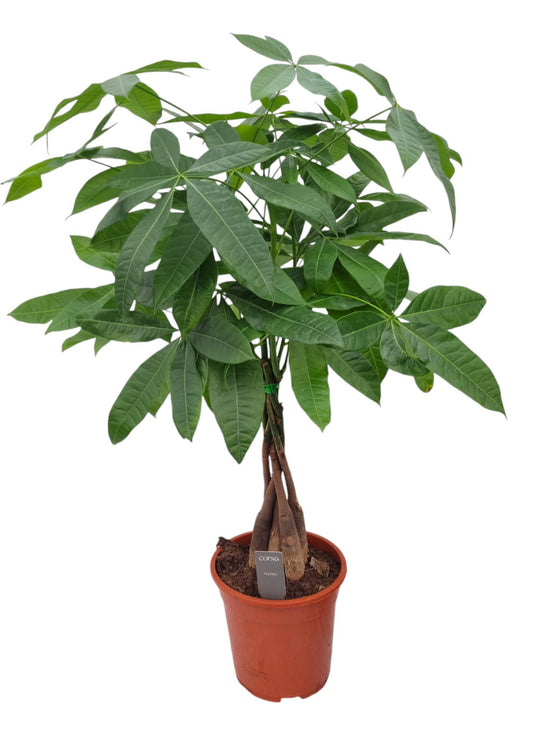 Pachira aquatica 70cm 19cm Pot