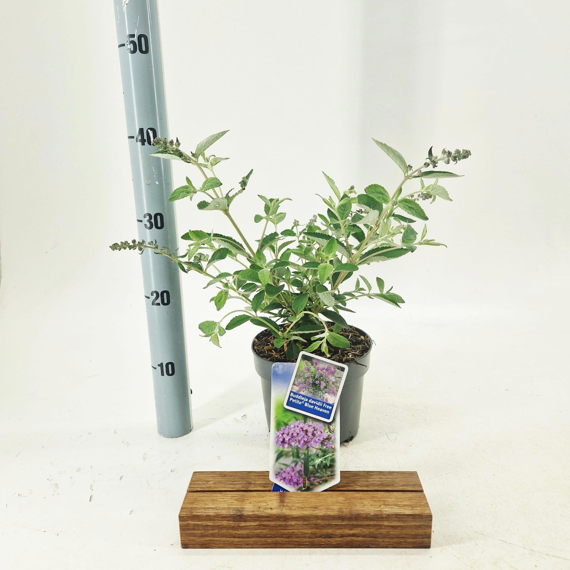 Buddleja davidii mix 35cm 17cm Pot