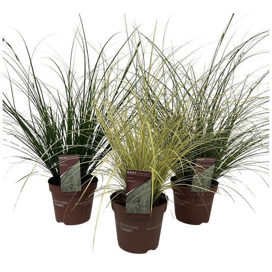 Carex brunnea 40cm 17cm Pot