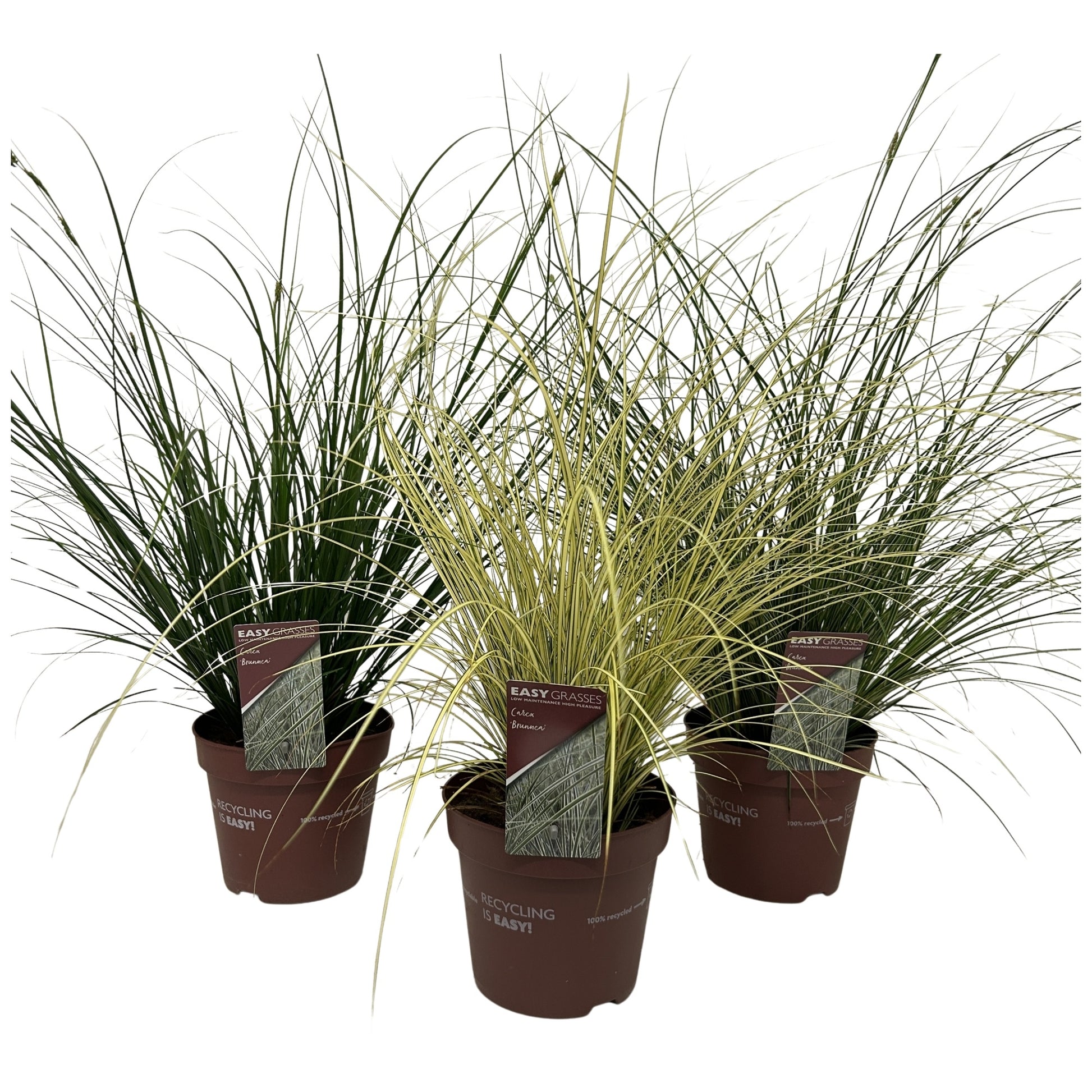 Allure Tuinplanten BV i.o. Carex brunnea Pack of 6