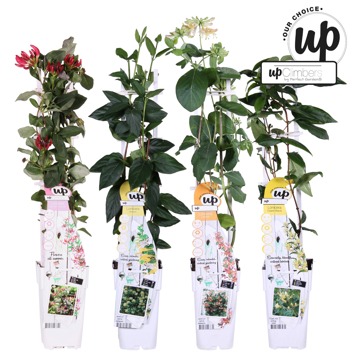 Lonicera mix 65cm 15cm Pot