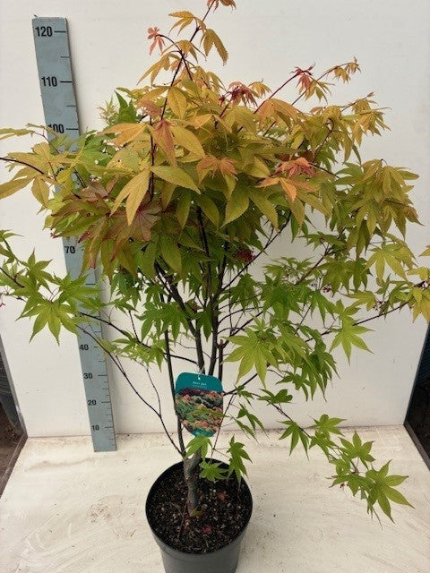 Acer Osakazuki 80cm 26cm Pot