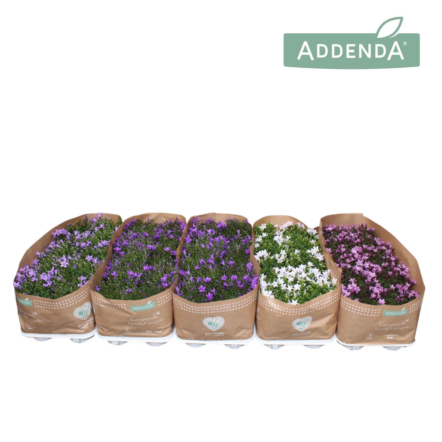 Campanula Addenda mix 22cm 510cm Pot