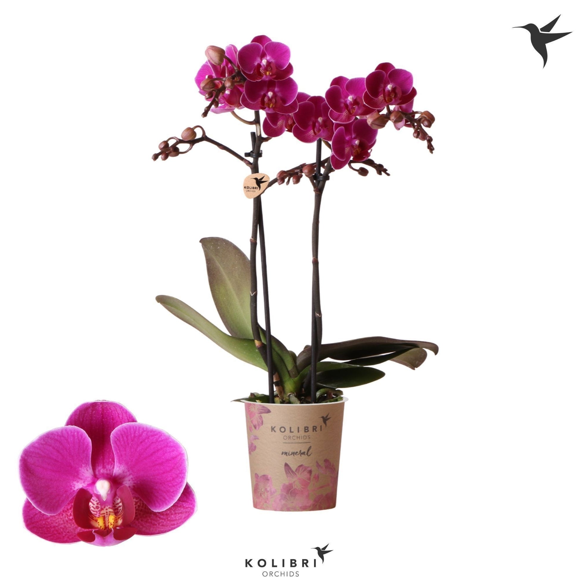 Phalaenopsis mf. Merida 40cm 9cm Pot