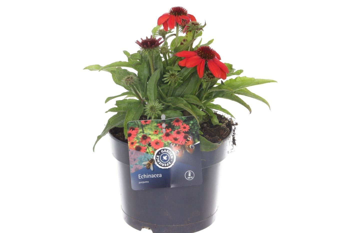 Echinacea purpurea 25cm 17cm Pot