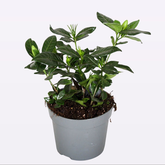 Gardenia jasminoides 25cm 13cm Pot