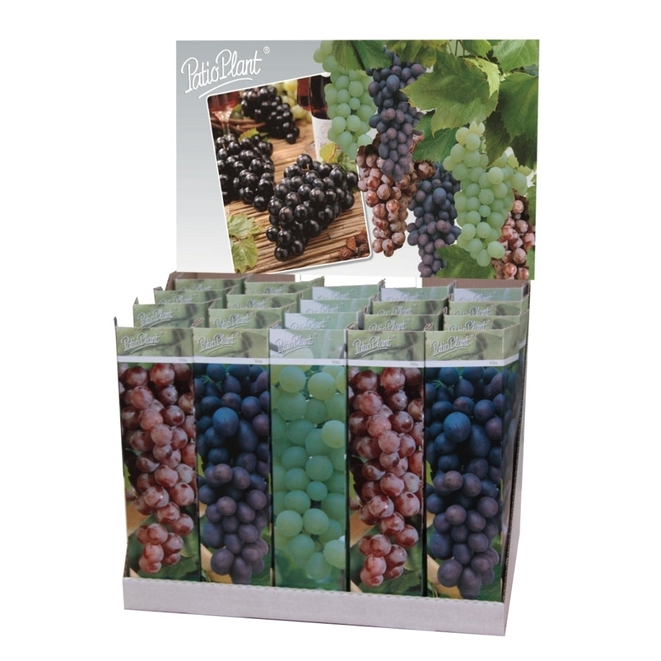 Vitis vinifera (White Grape) 35cm 10.5cm Pot