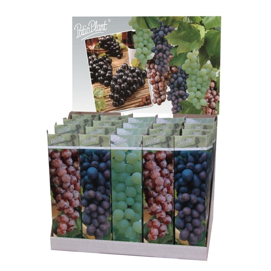 Vitis vinifera (White Grape) 35cm 10.5cm Pot