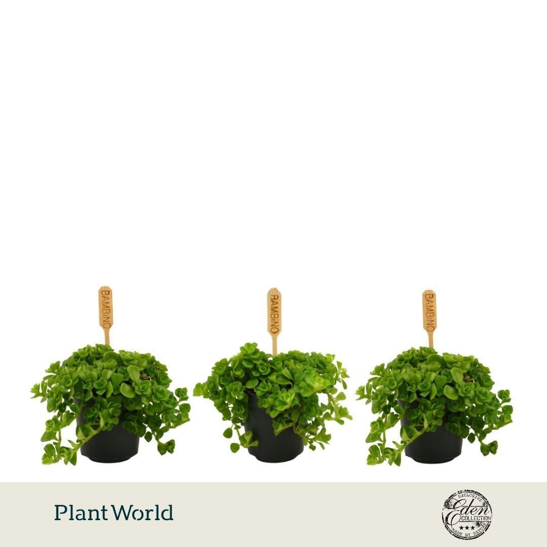 Plantworld Smit Kwekerij Pilea depressa Pack of 12