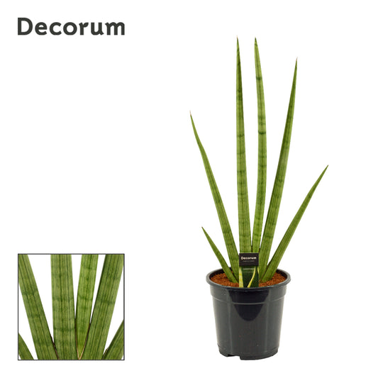 Sansevieria cyl. Handshake 75cm 21cm Pot