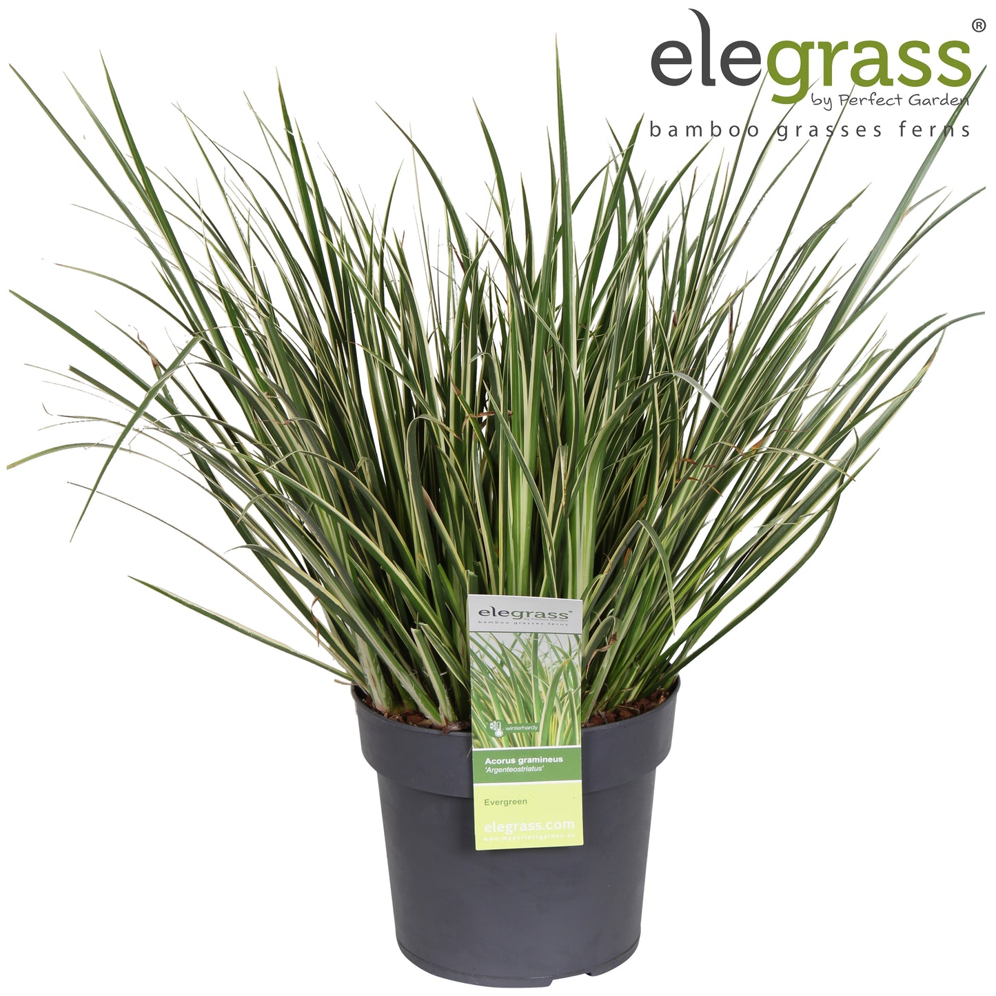 Acorus gram. Aureovariegatus 50cm 19cm Pot