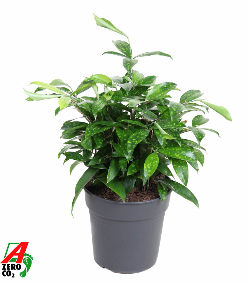 Dracaena surculosa 60cm 24cm Pot