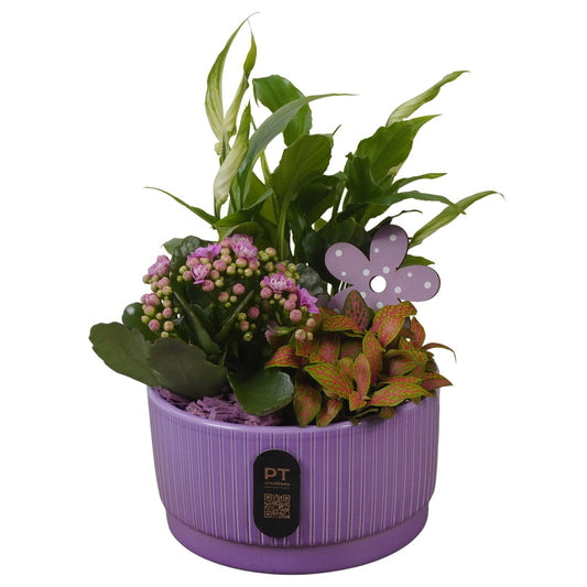 Indoor arrangement 27cm 16cm Pot