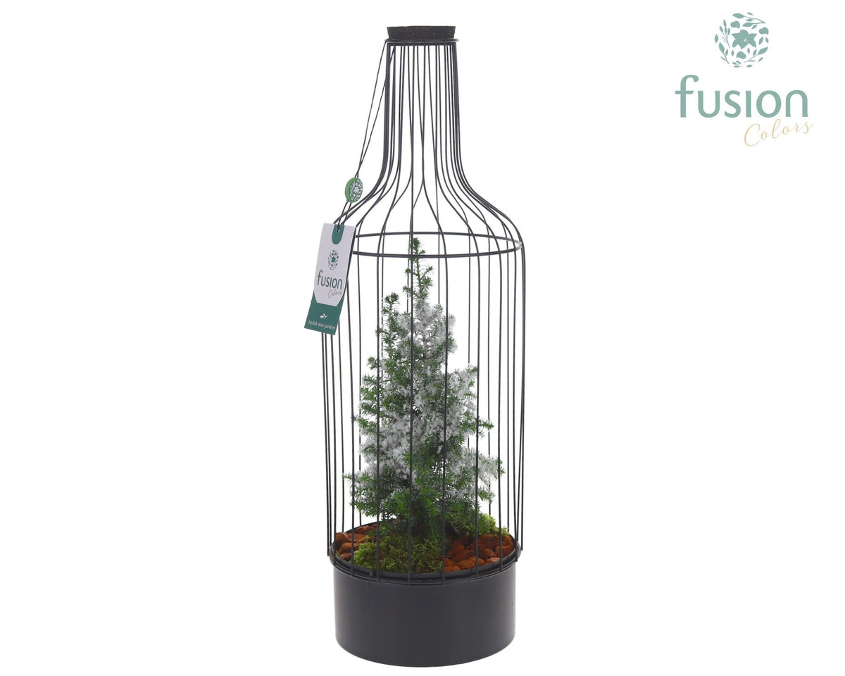 Metaal Fles zwart Large Kerst met Chamaecyparis met sneeuw 55cm 17cm Pot