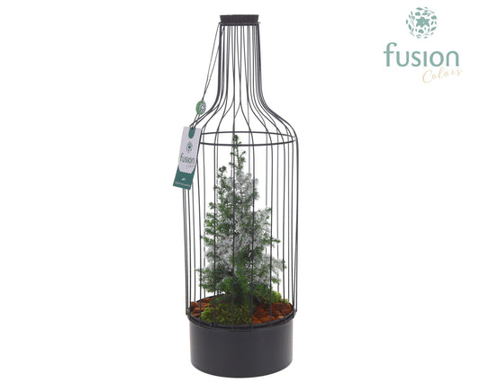 Metaal Fles zwart Large Kerst met Chamaecyparis met sneeuw 55cm 17cm Pot