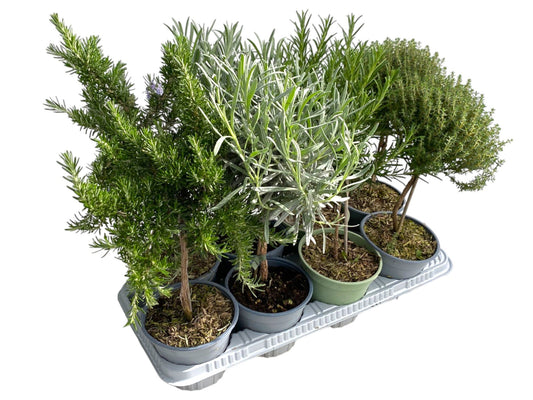 Garden Herbs mix 45cm 14cm Pot